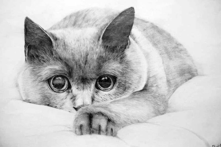 200 картинок котиков для срисовки