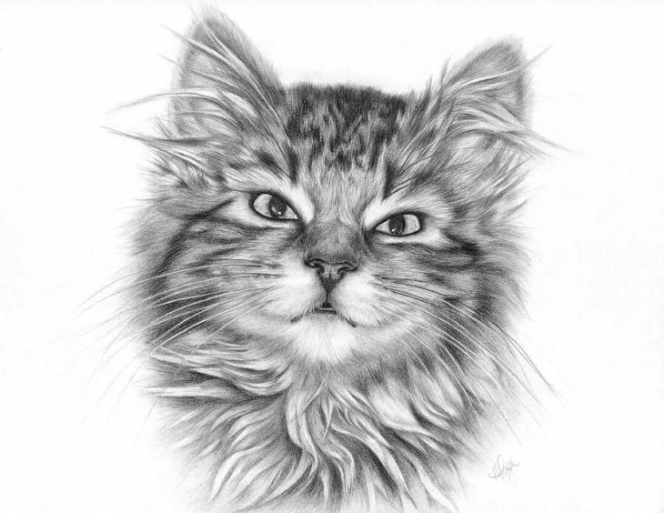 200 картинок котят для срисовки