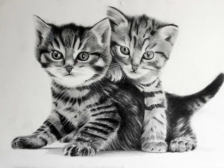 200 картинок котиков для срисовки